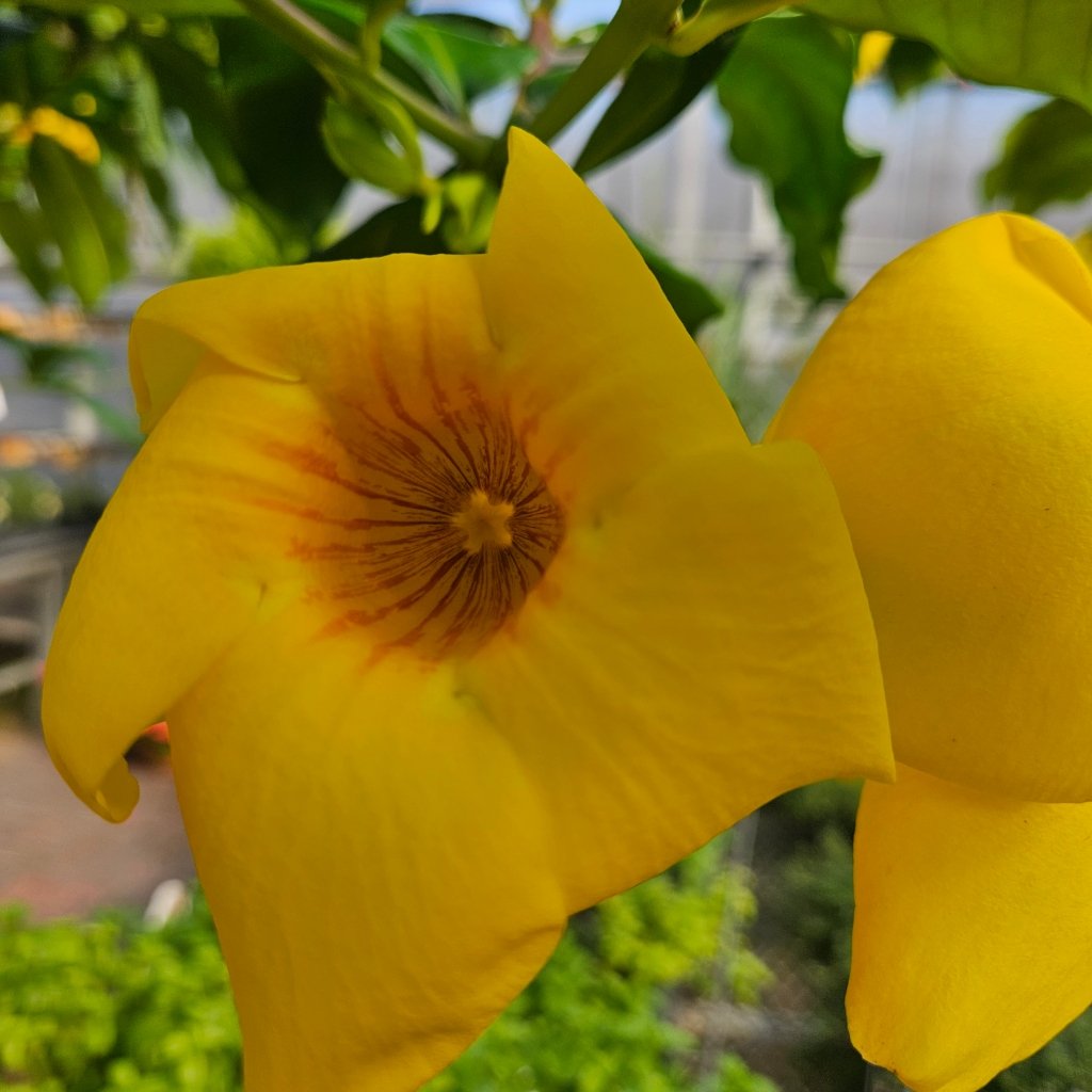 Brown Bud Allamanda - Image 3