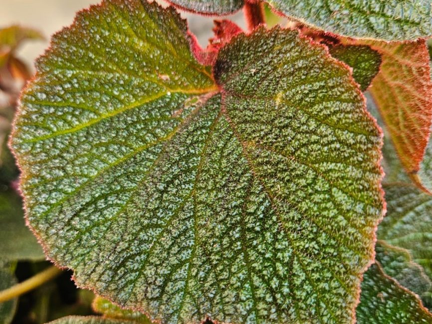 Morocco Begonia with large textured green and burgundy leaves by Studley Flower Gardens