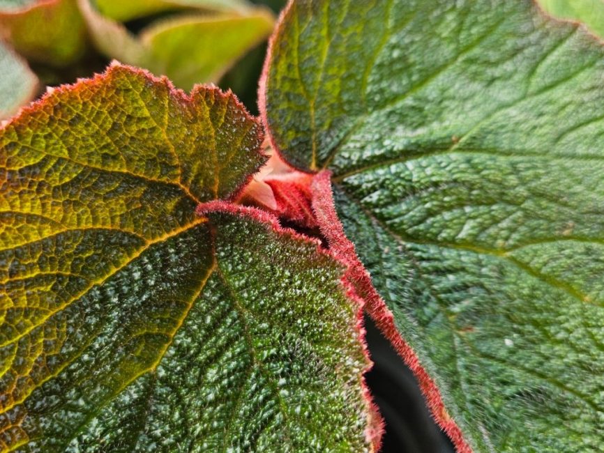 morocco begonia detail image