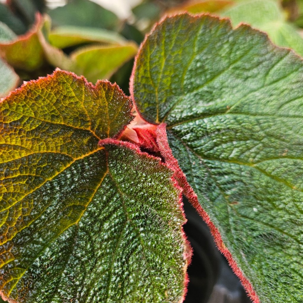 Morocco Begonia - Image 2