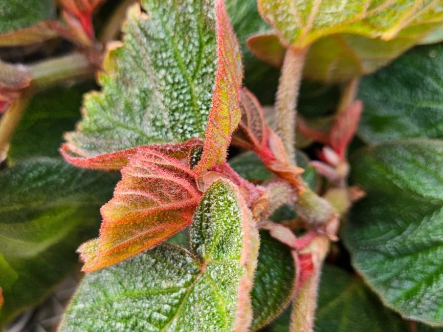 Morocco begonia with bright green leaves in natural light by Studley Flower Gardens