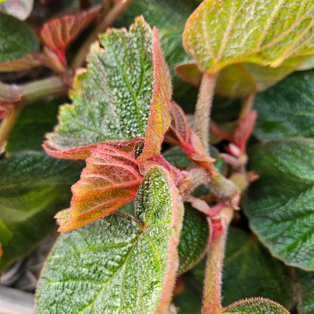 Morocco Begonia - Image 3