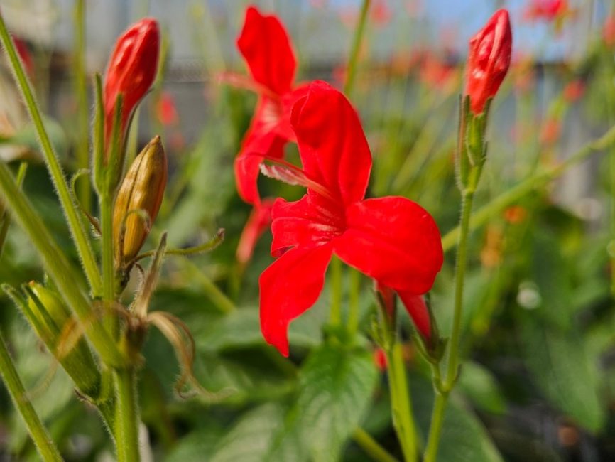 blooming Brazilian Red Ruellia with vibrant deep red tubular flowers by Studley Flower Gardens detail image