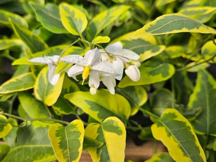 variegated potato vine with green cream and golden-yellow leaves by Studley Flower Gardens