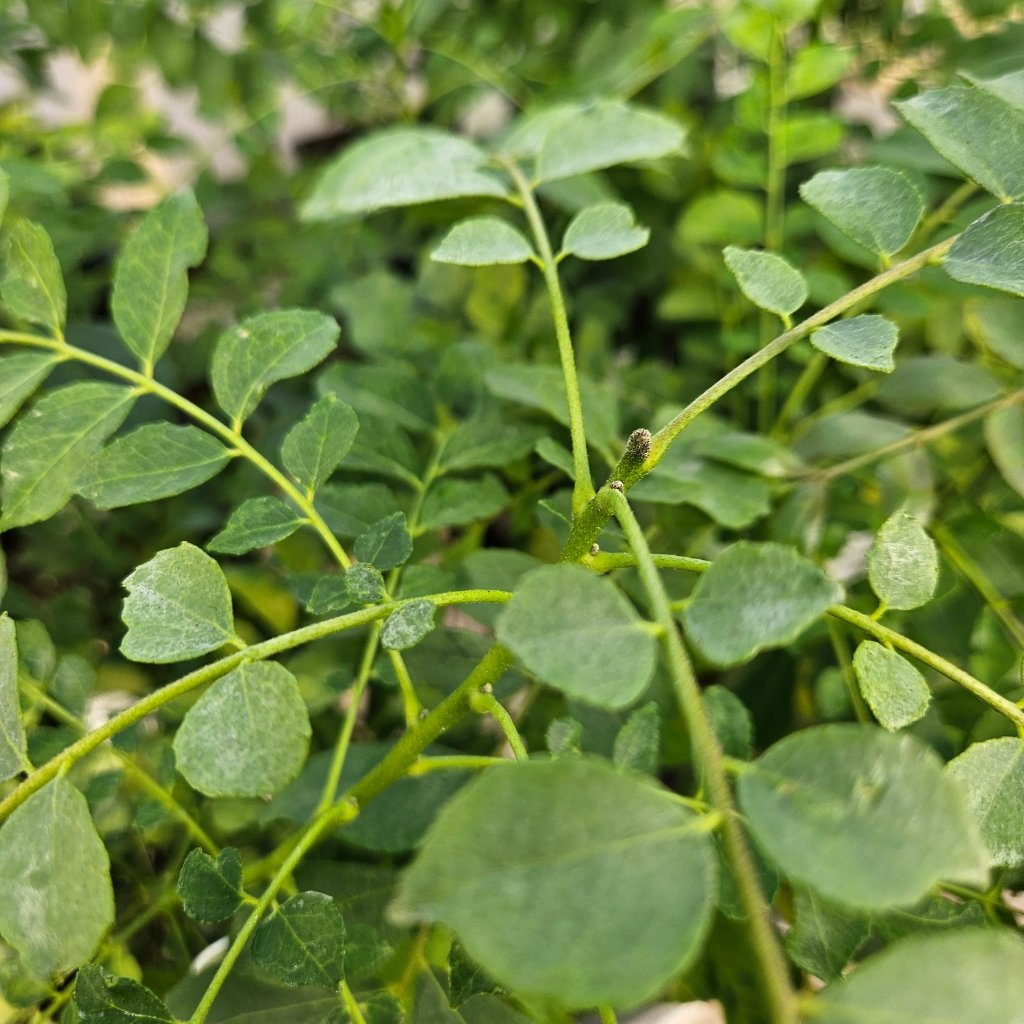 Curry Leaf - Image 3