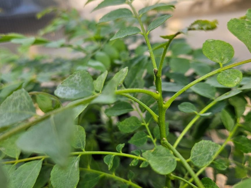 curry leaf plant with aromatic green pinnate leaves by Studley Flower Gardens detail image