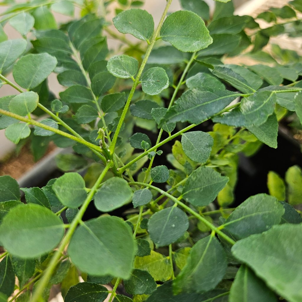 Curry Leaf - Image 2