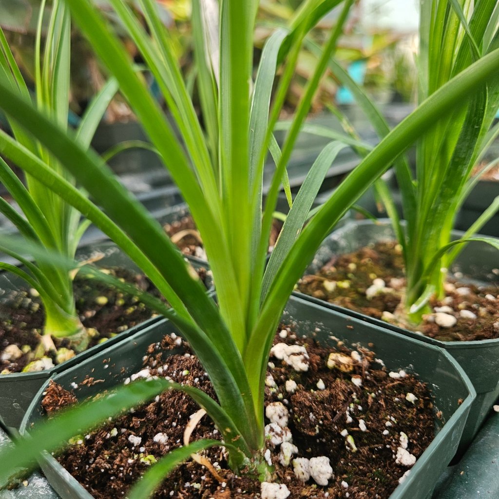 Ponytail Palm - Image 3