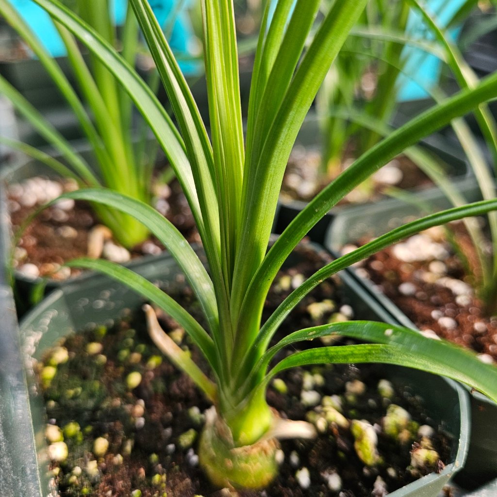 Ponytail Palm - Image 2