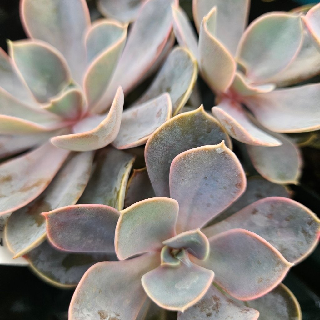 Perle Von Nurnberg Echeveria - Image 2