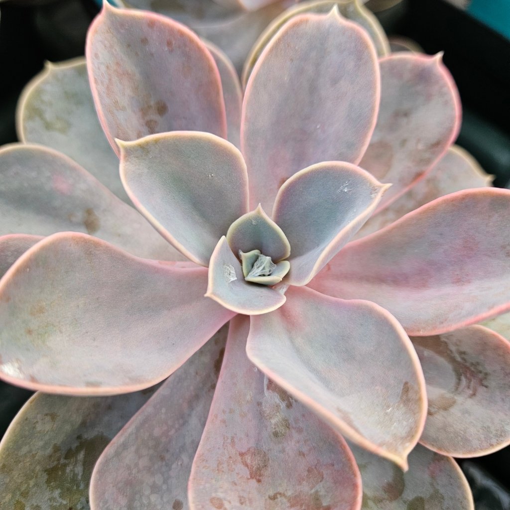 Perle Von Nurnberg Echeveria - Image 3