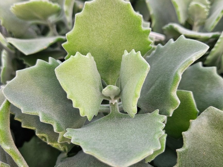Milotii kalanchoe succulent with soft fuzzy scalloped pale green leaves by Studley Flower Gardens detail image