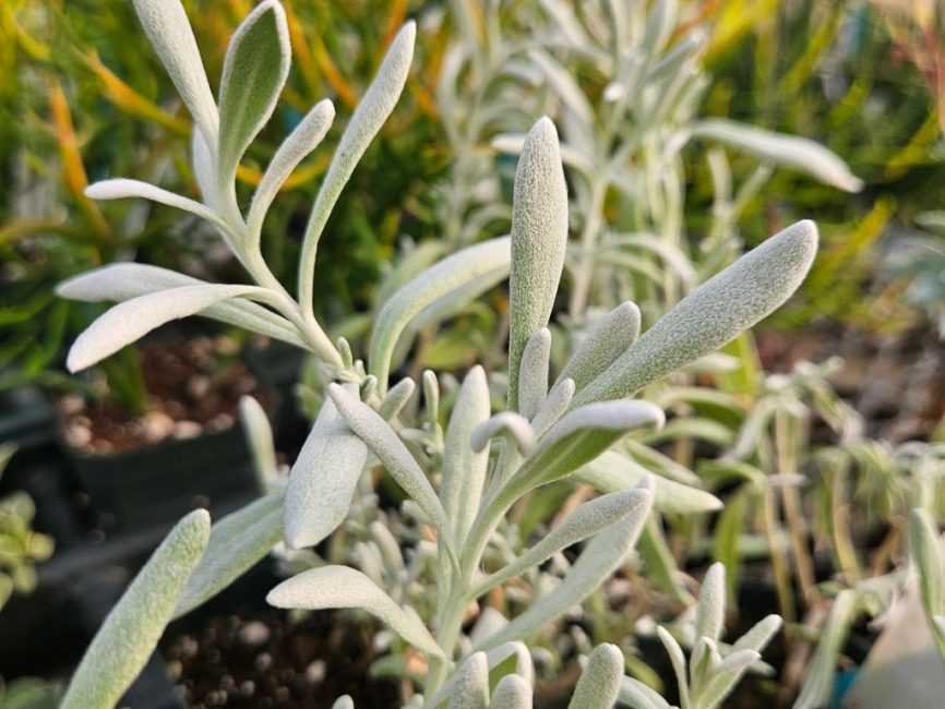 Silver Strand Didelta succulent with silvery-gray velvety leaves and trailing stems by Studley Flower Gardens detail image