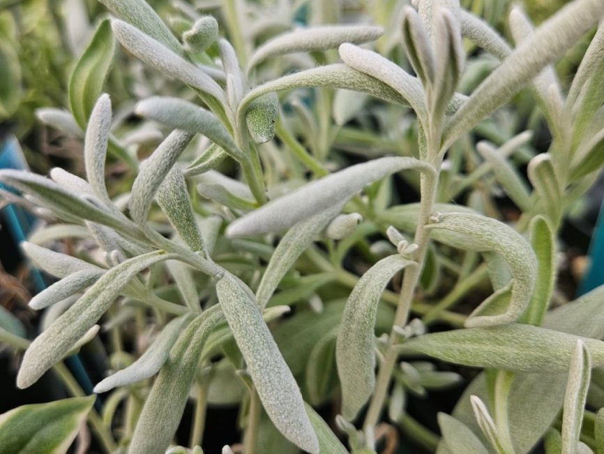 Silver Strand Didelta succulent with trailing stems by Studley Flower Gardens