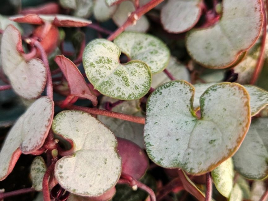Silver string of hearts succulent with delicate trailing vines and marbled heart-shaped leaves by Studley Flower Gardens