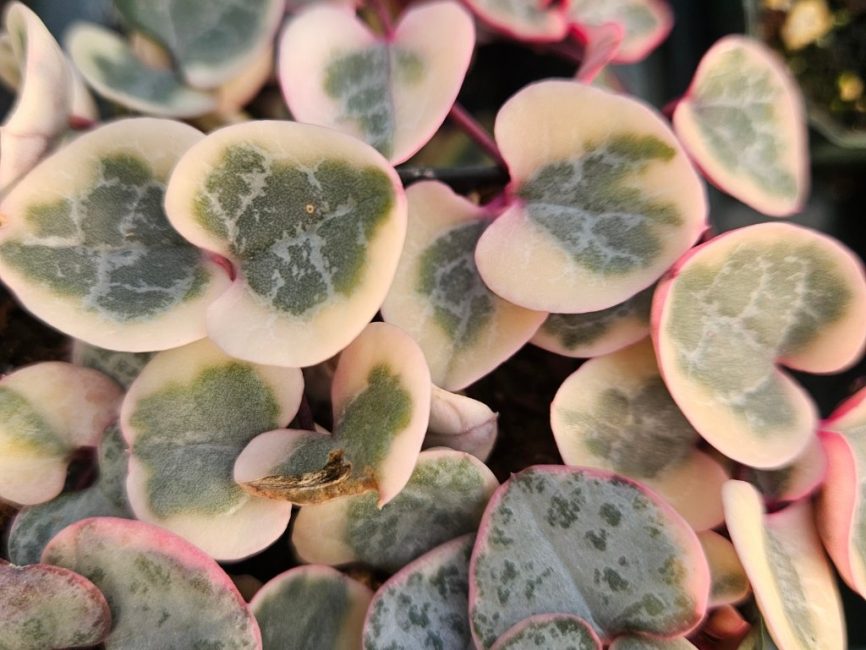 Pretty in Pink String of Hearts succulent with trailing pink heart-shaped leaves by Studley Flower Gardens detail image