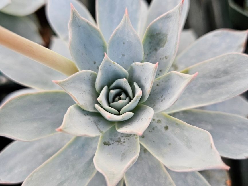 Urban Orange Echeveria with dusty blue leaves and bright orange blooms by Studley Flower Gardens