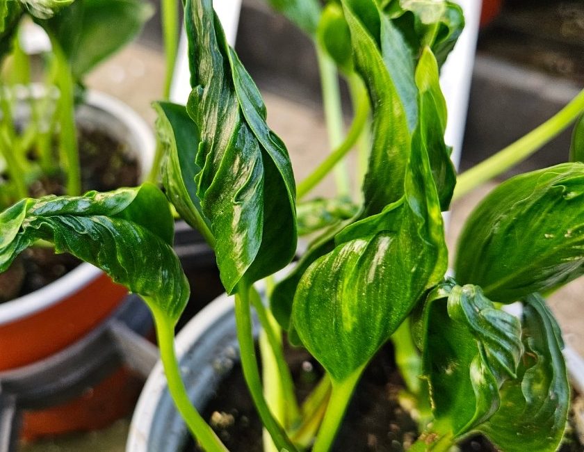 Shangri-La Twisted Pothos with trailing air purifying leaves by Studley Flower Gardens