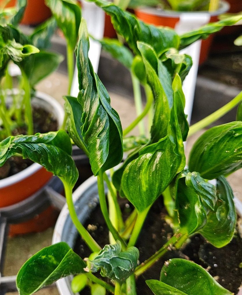 Shangri-La Twisted Pothos - Image 3