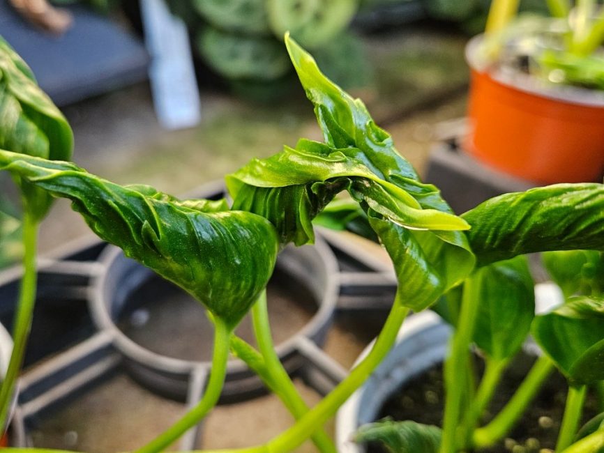 Shangri-La Twisted Pothos with twisted trailing leaves by Studley Flower Gardens for shangri la twisted pothos