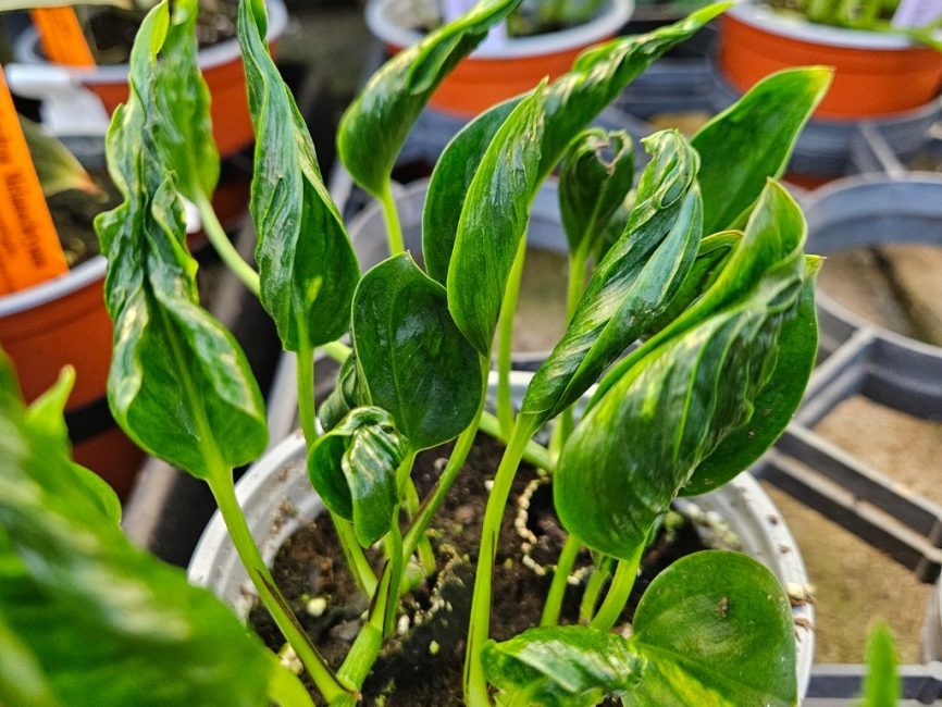 Shangri-La Twisted Pothos with tightly curled leaves in a 4-inch pot by Studley Flower Gardens