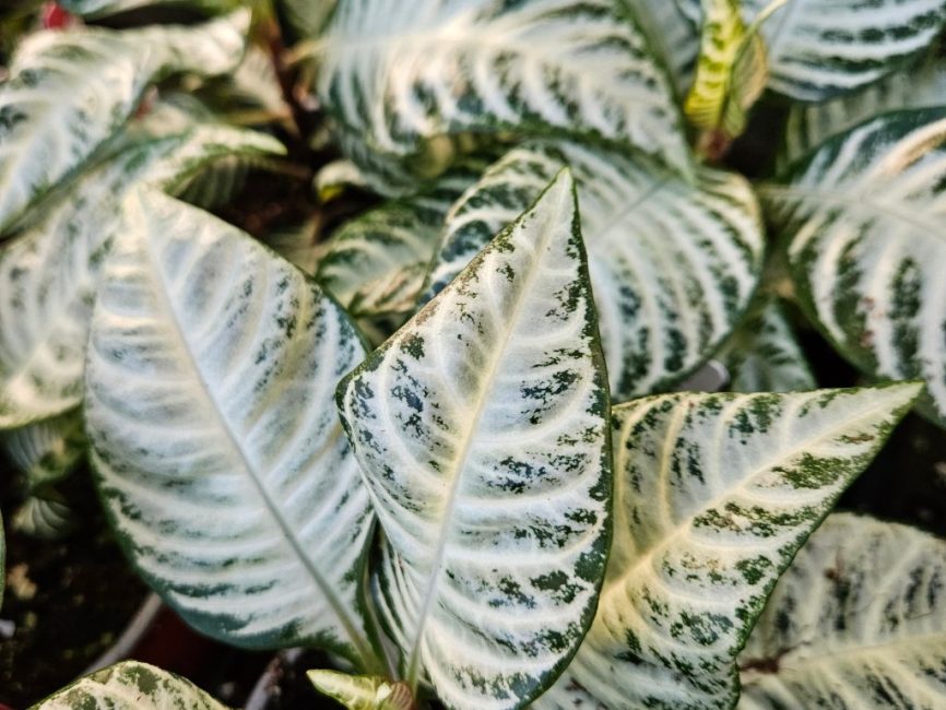 Whitewash zebra plant with large glossy leaves and white veins by Studley Flower Gardens