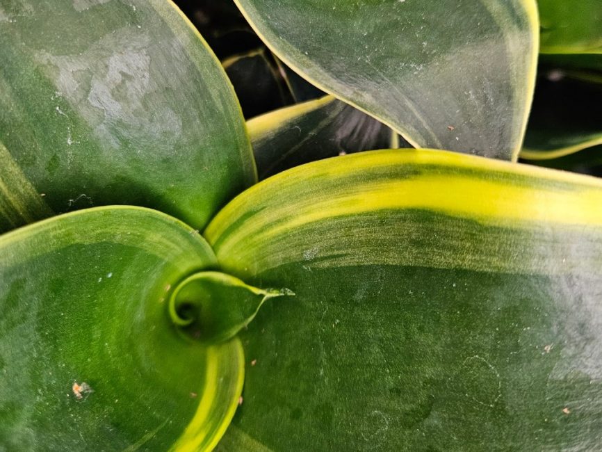 Emerald Star Sansevieria with upright sword-shaped leaves and wavy silver-green bands by Studley Flower Gardens detail image