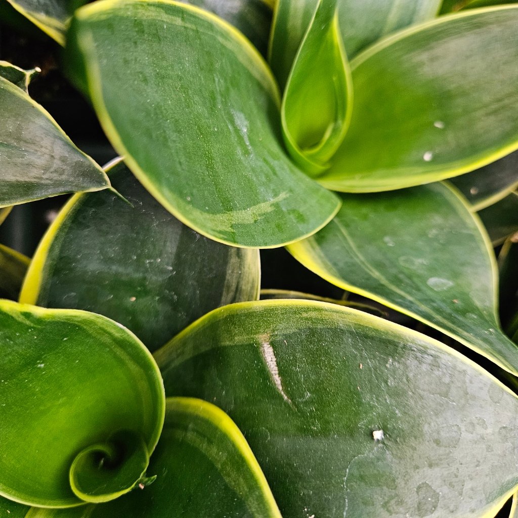 Emerald Star Sansevieria - Image 2