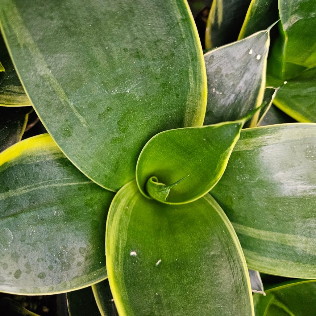 Emerald Star Sansevieria - Image 3