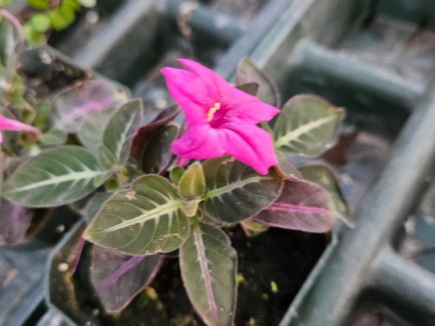 Trailing velvet plant with velvety deep green leaves and magenta flowers by Studley Flower Gardens