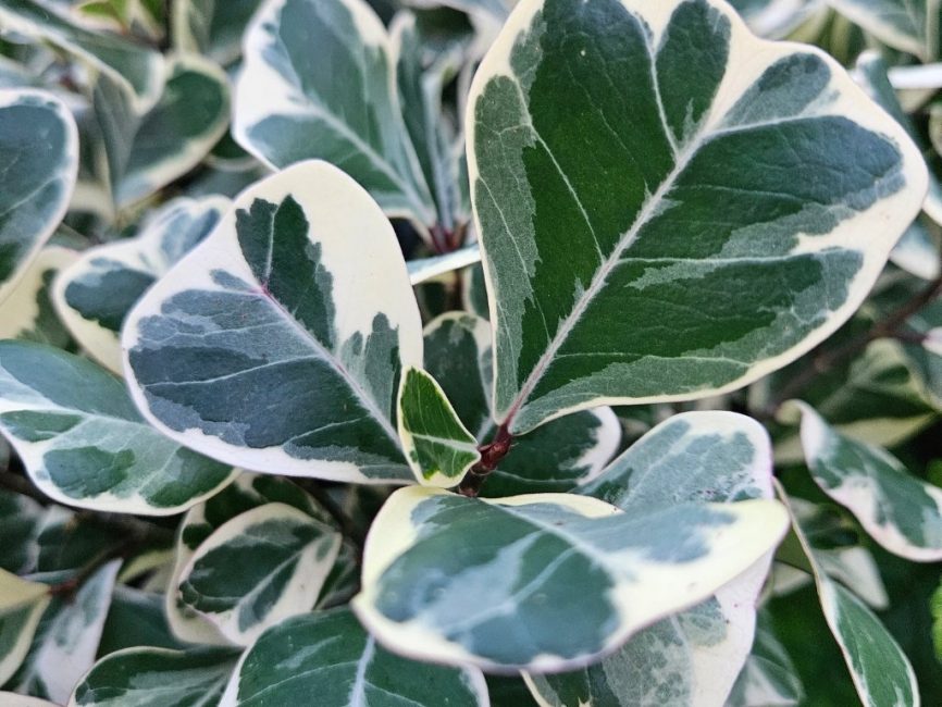 Variegated triangle ficus with deep green and creamy white triangular leaves by Studley Flower Gardens