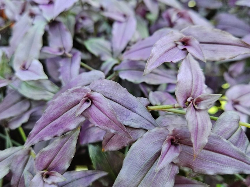 Purple Bridal Veil trailing plant with deep purple leaves and tiny white flowers by Studley Flower Gardens detail image