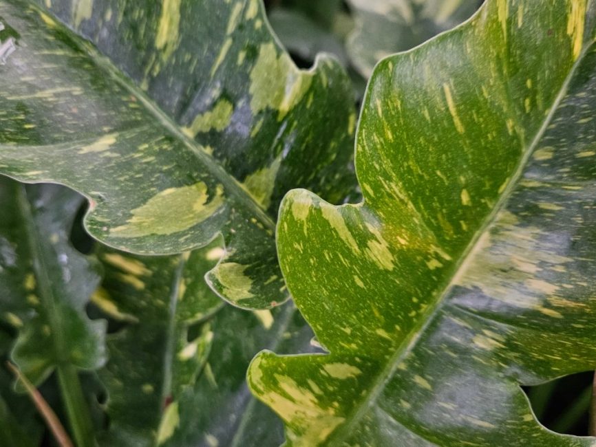Ring of Fire Philodendron with serrated variegated leaves by Studley Flower Gardens