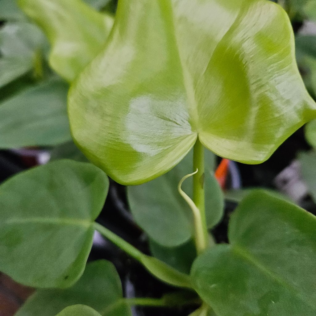 Golden Violin Philodendron - Image 3