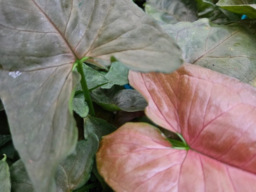 Candy Berry Syngonium with green and pink variegated arrow-shaped leaves by Studley Flower Gardens