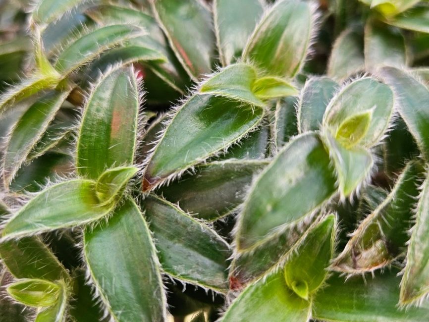Kitten Ears Tradescantia with fuzzy lance-shaped green leaves by Studley Flower Gardens
