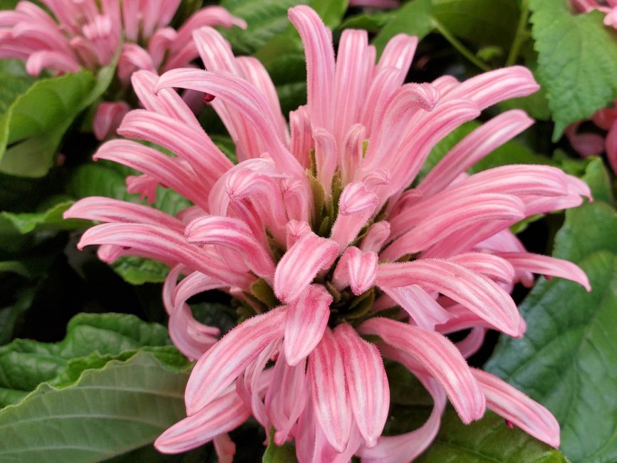 blooming Brazilian Plume with scaled pink flowers and deep green leaves by Studley Flower Gardens