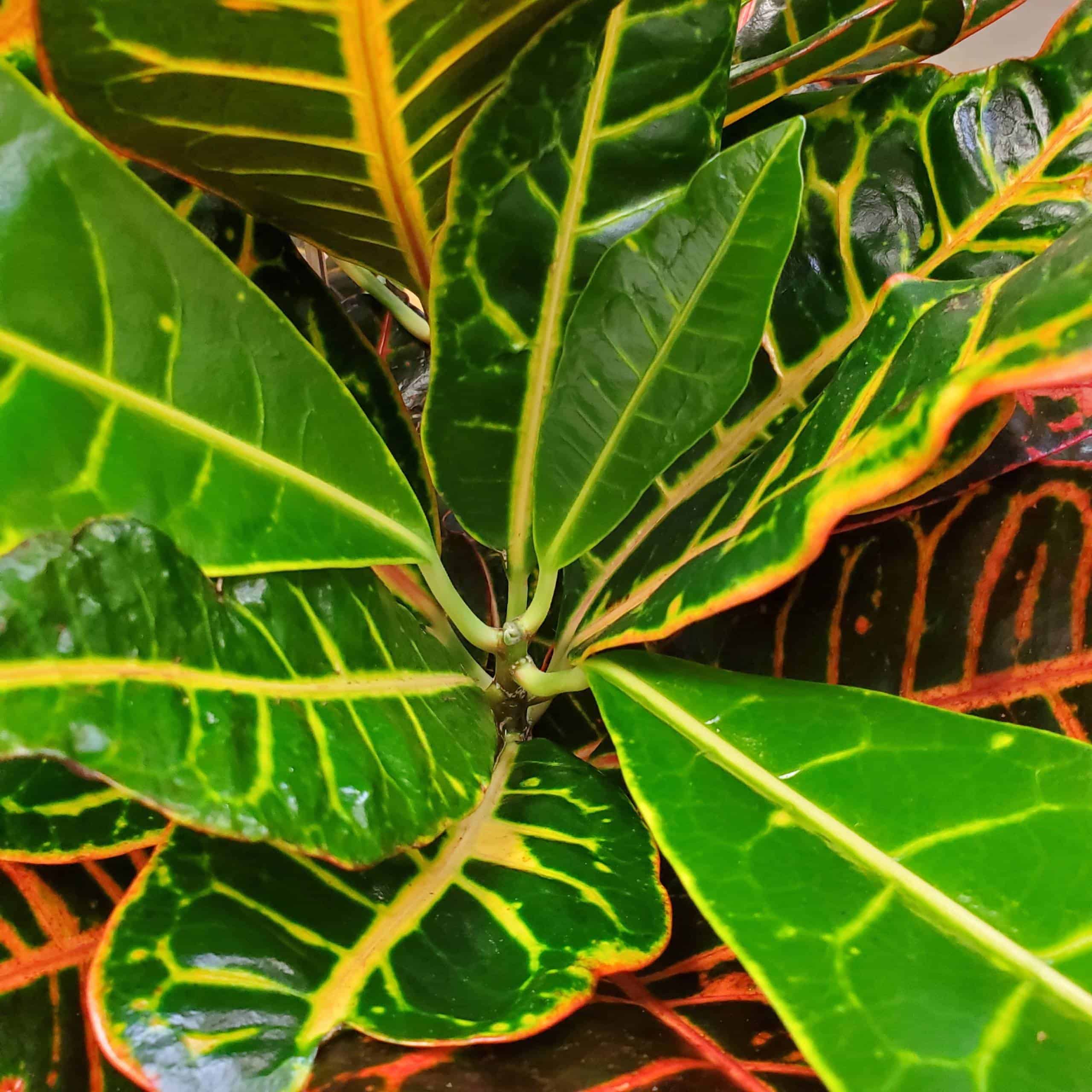 Petra Croton - Image 5