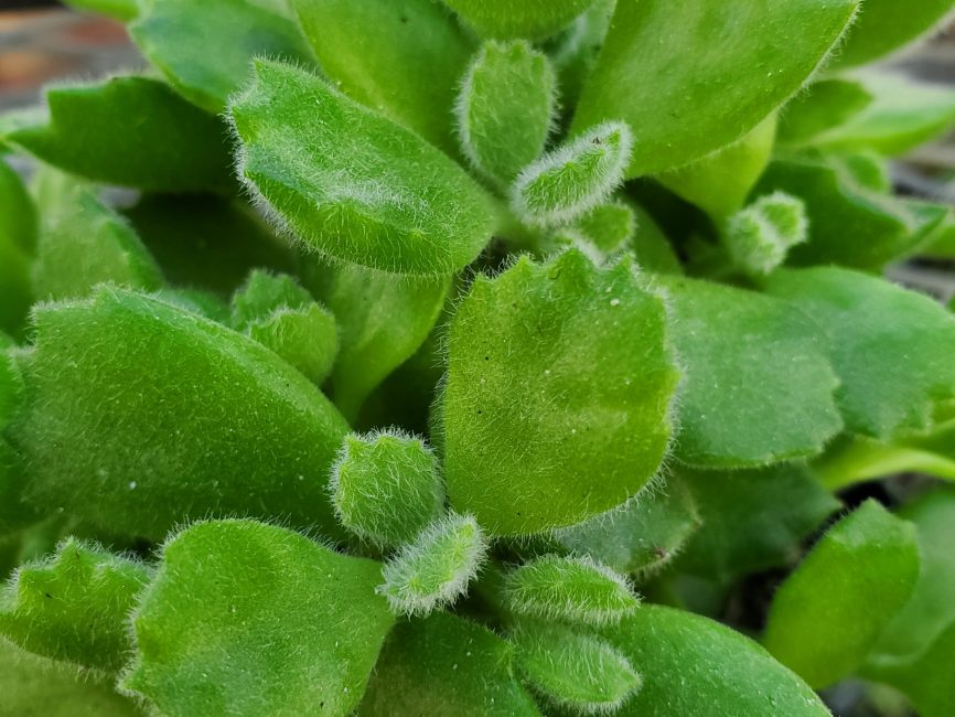 Bear’s Paws succulent with fuzzy brown scaled leaves by Studley Flower Gardens