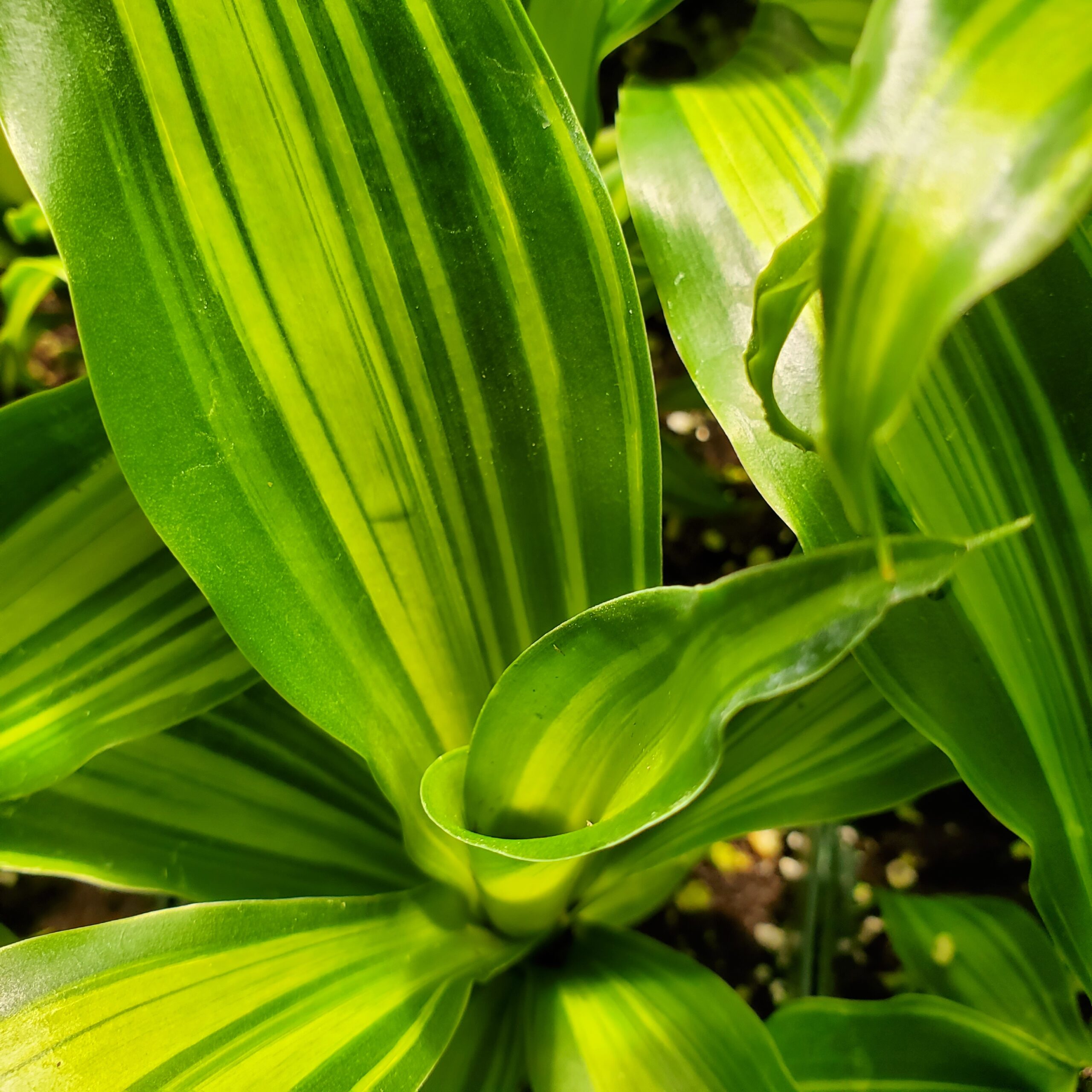 Marly Dracaena - Image 3