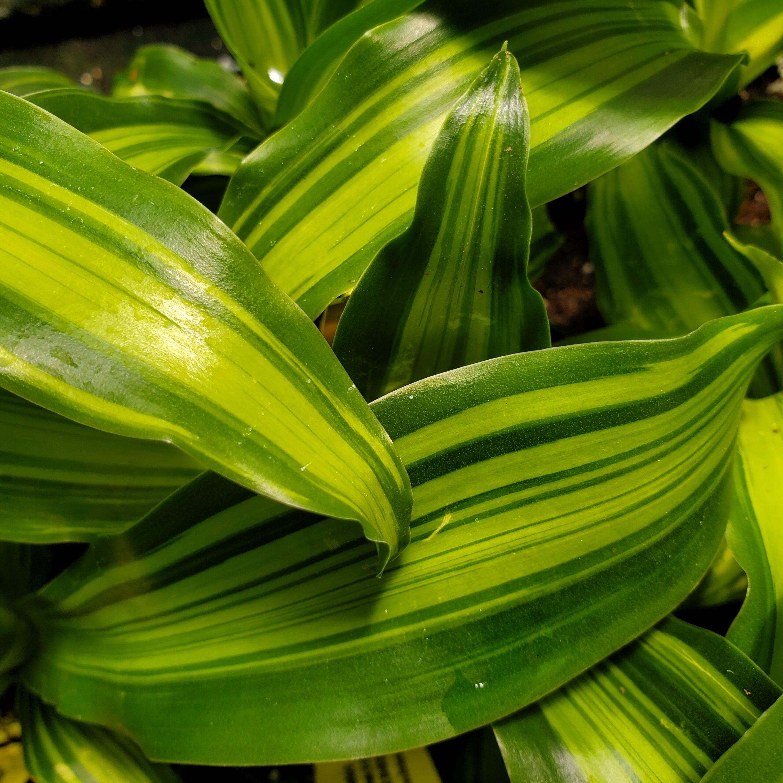 Marly Dracaena - Image 2
