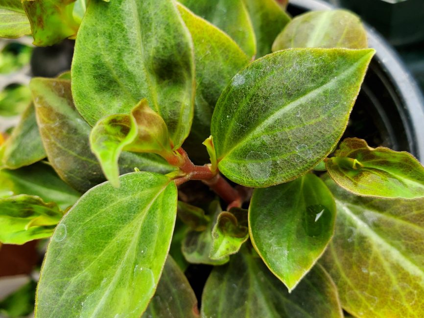 Velutina peperomia with soft velvety green and silvery leaves by Studley Flower Gardens