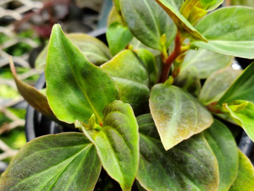 Velutina peperomia plant with textured leaves in natural light by Studley Flower Gardens