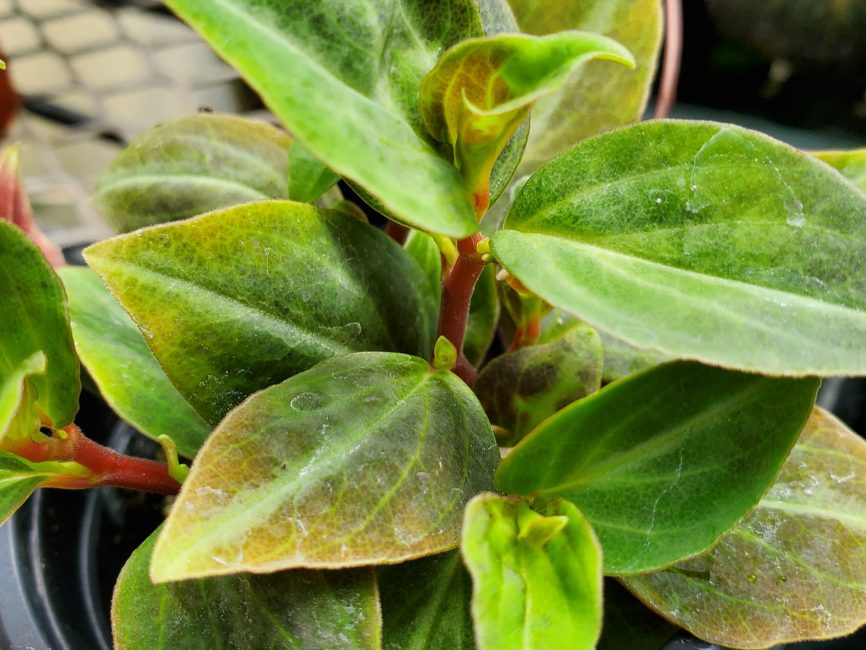 velutina peperomia detail image