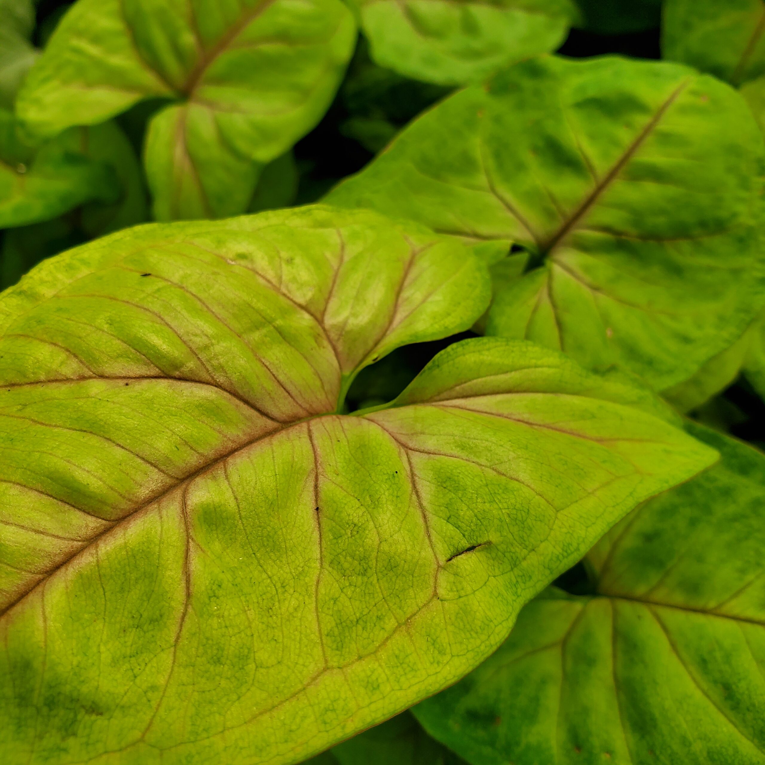 Golden Syngonium - Image 3