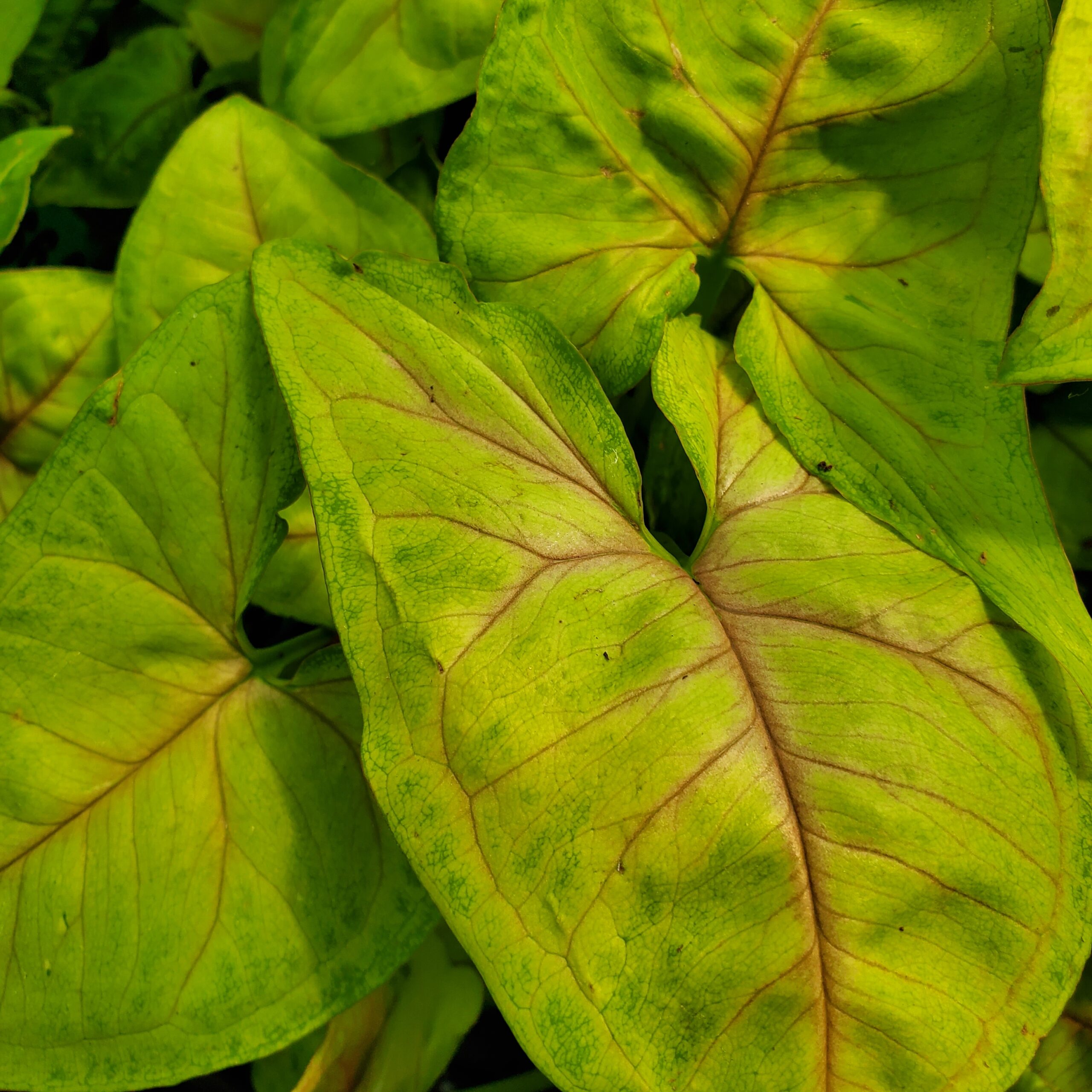Golden Syngonium - Image 2