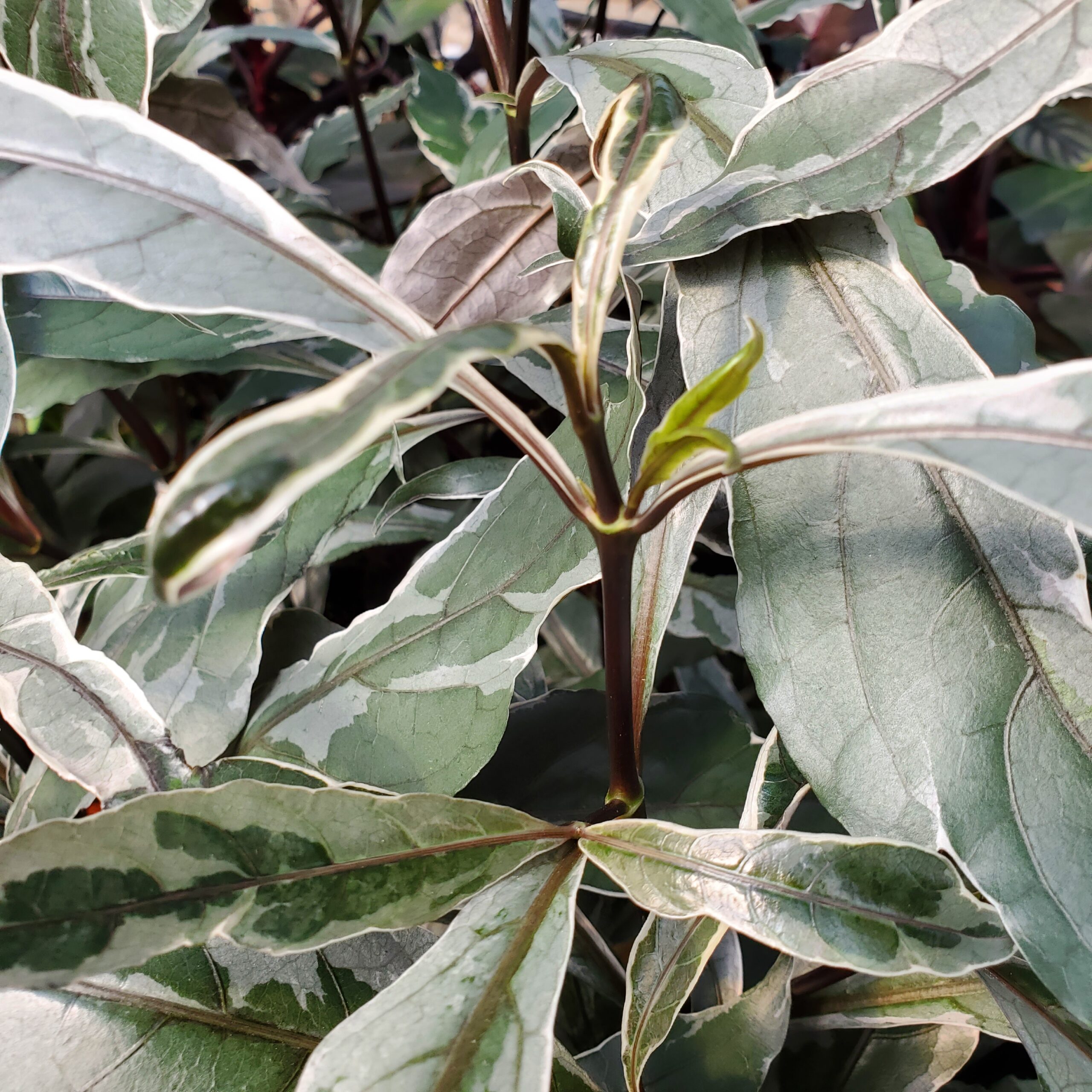 Stainless Steel Pseuderanthemum - Image 2