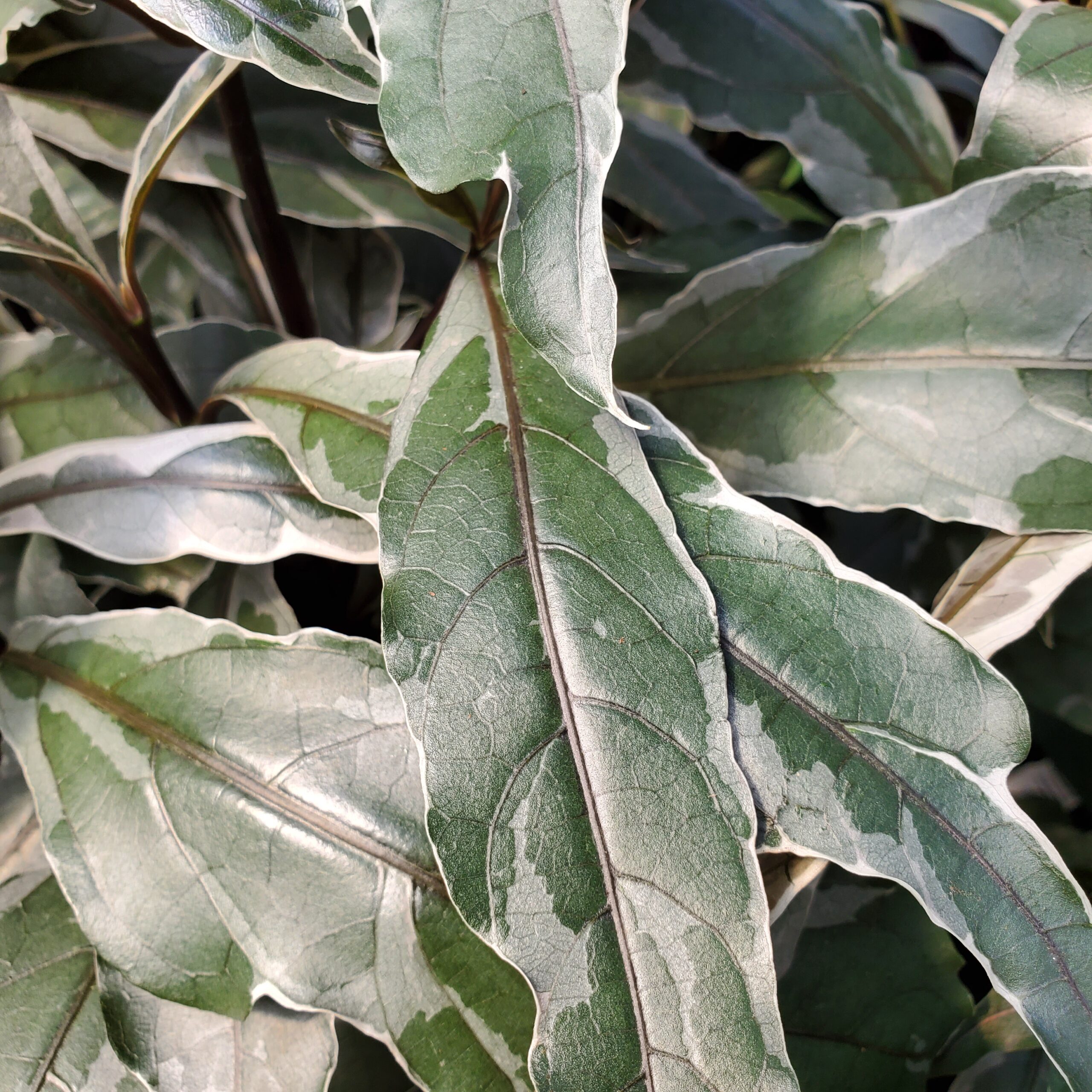 Stainless Steel Pseuderanthemum - Image 3