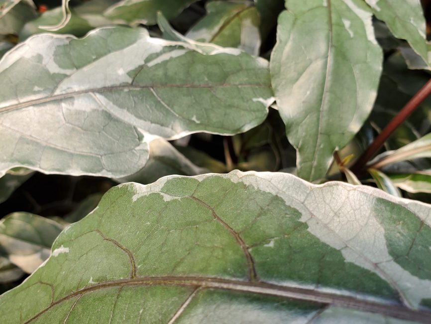 Stainless steel pseuderanthemum with scaled silvery variegated leaves by Studley Flower Gardens