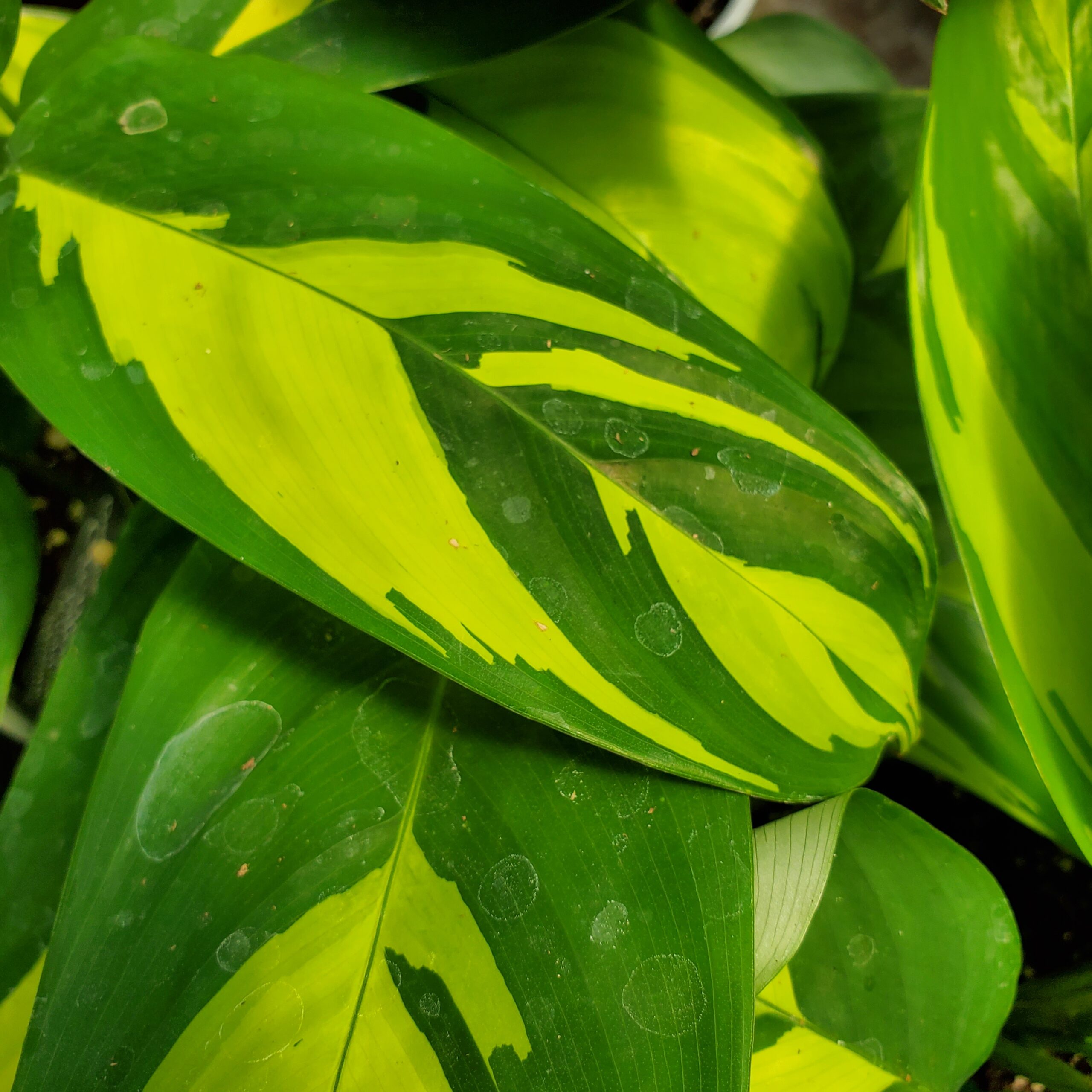 Golden Mosaic Ctenanthe - Image 3